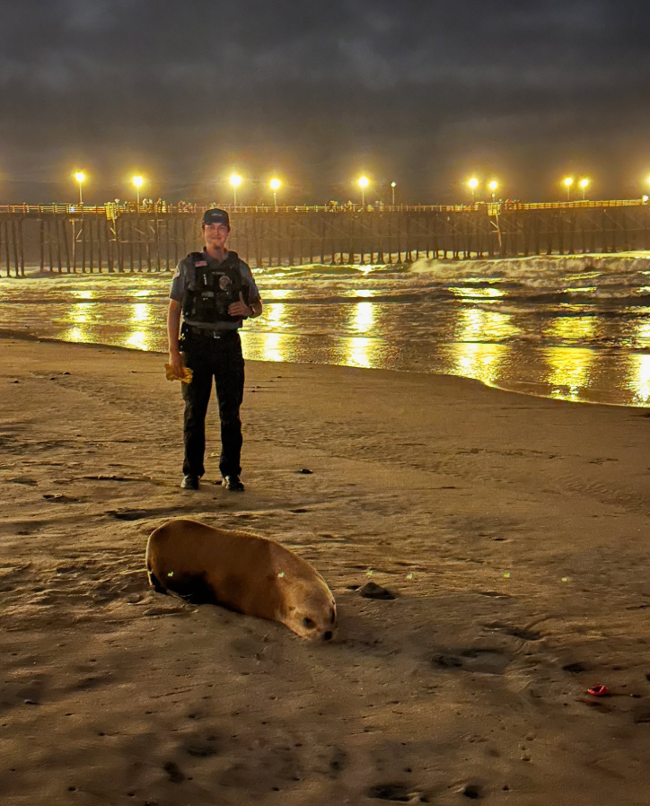  Sea lion with fishing line in flippers rescued from beach near Oceanside Pier