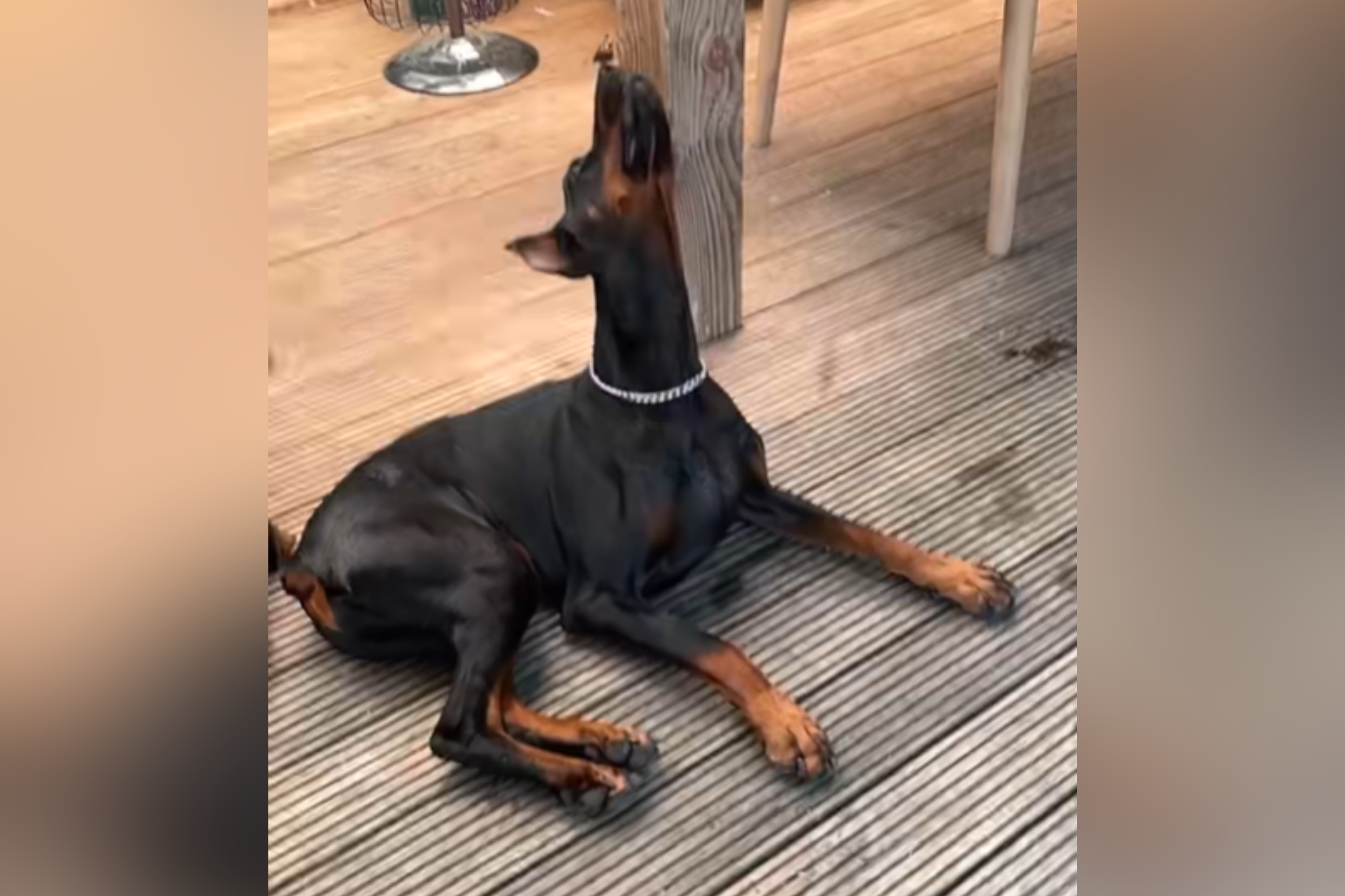 Doberman Goes Outside To Sit in Sun—Laughter As He Gets Unexpected Visitor