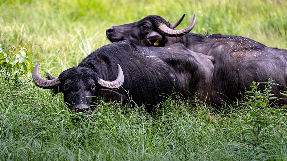 Oklahoma livestock farmer killed by water buffaloes he purchased just one day before fatal attack
