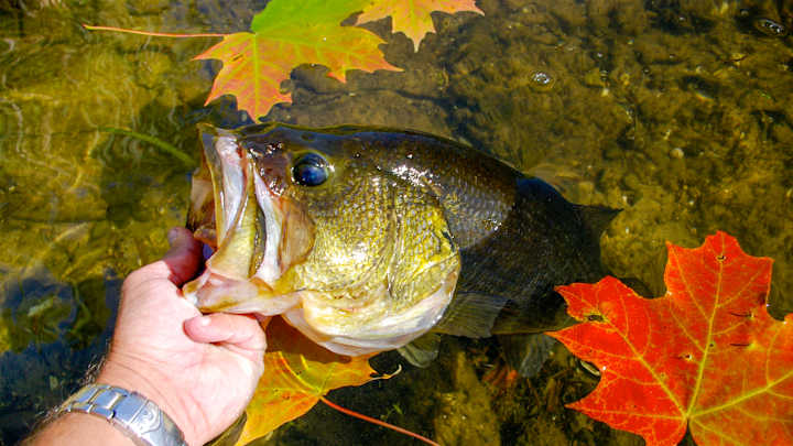 5 Tips to Help You Find and Catch More Largemouth Bass This Fall