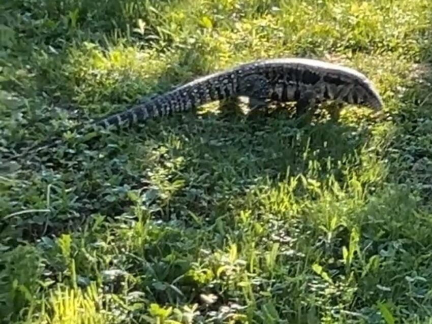 There’s another lizard on the loose, this time in Maine
