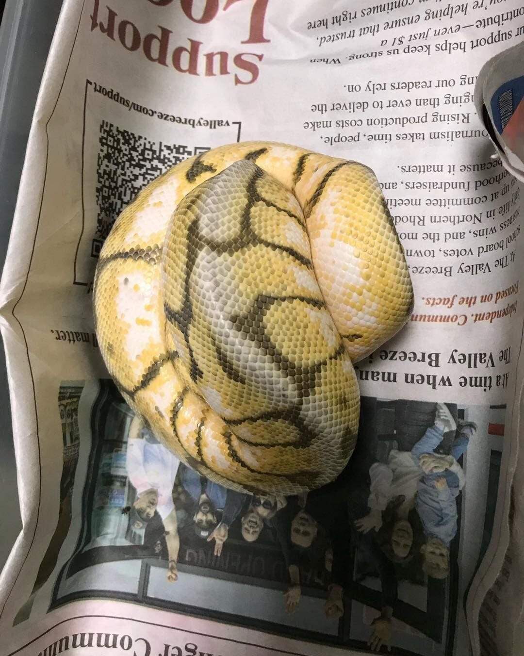 Snakes dumped in Pawtucket cemetery