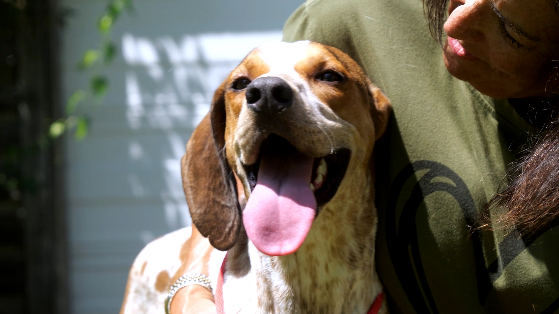 Purina Presents: Meet Barnaby in Pet of the Week