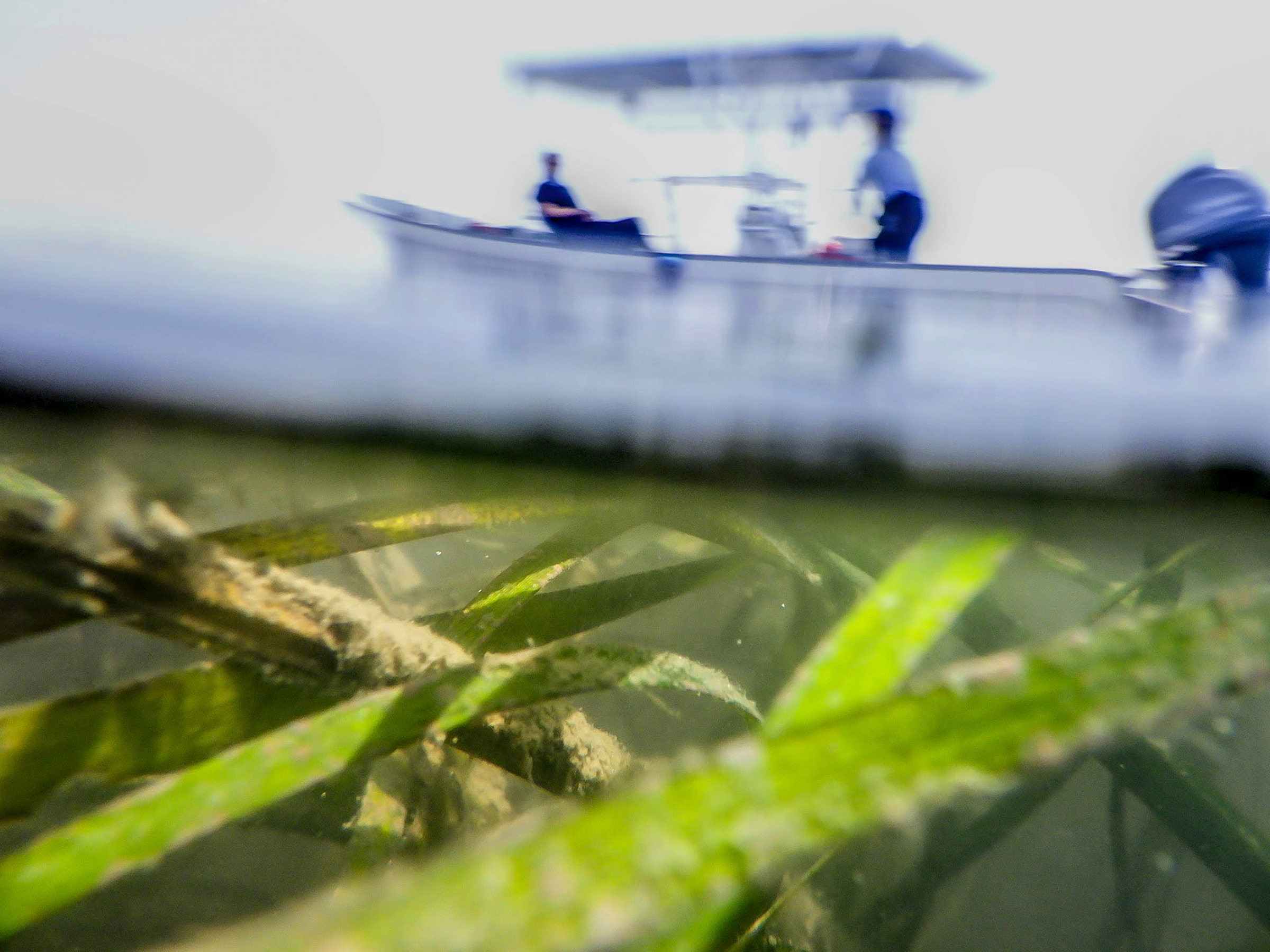  Gerald Winegrad: Decline of underwater grasses impedes bay restoration | COMMENTARY