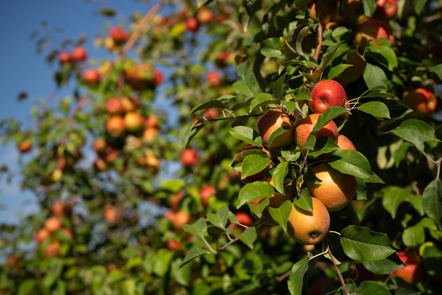 Opinion | My Minnesota: Where the kindness really does shine