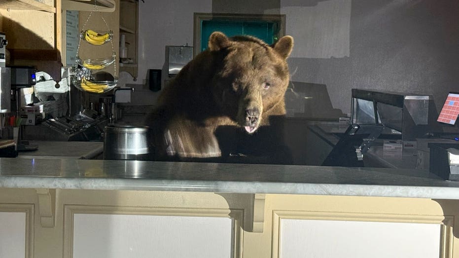Sweet-toothed bear raids South Lake Tahoe ice cream shop, leaves with a taste for strawberry