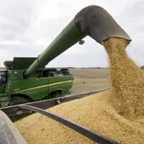  Soybeans sacrificed in Trump’s China gamble