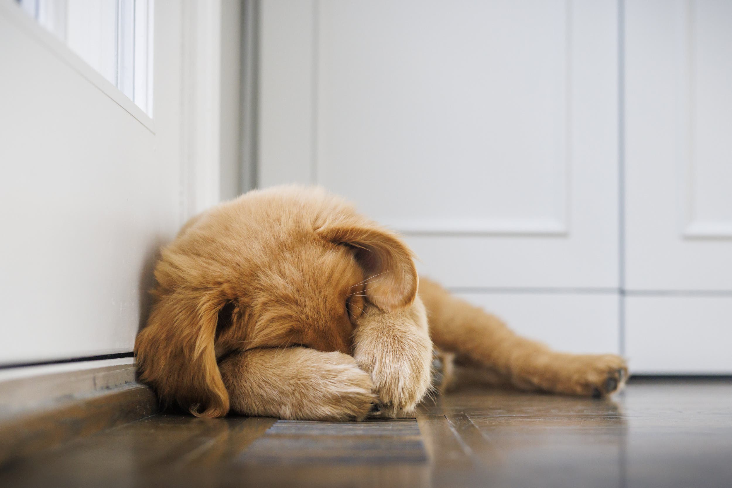 Golden Retriever Owner Shares Dog’s ‘Awkward Face’, Then Realizes Not Alone