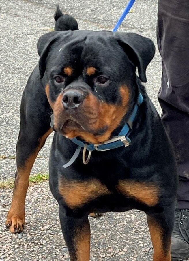 Pet of the Week: Bartholomew