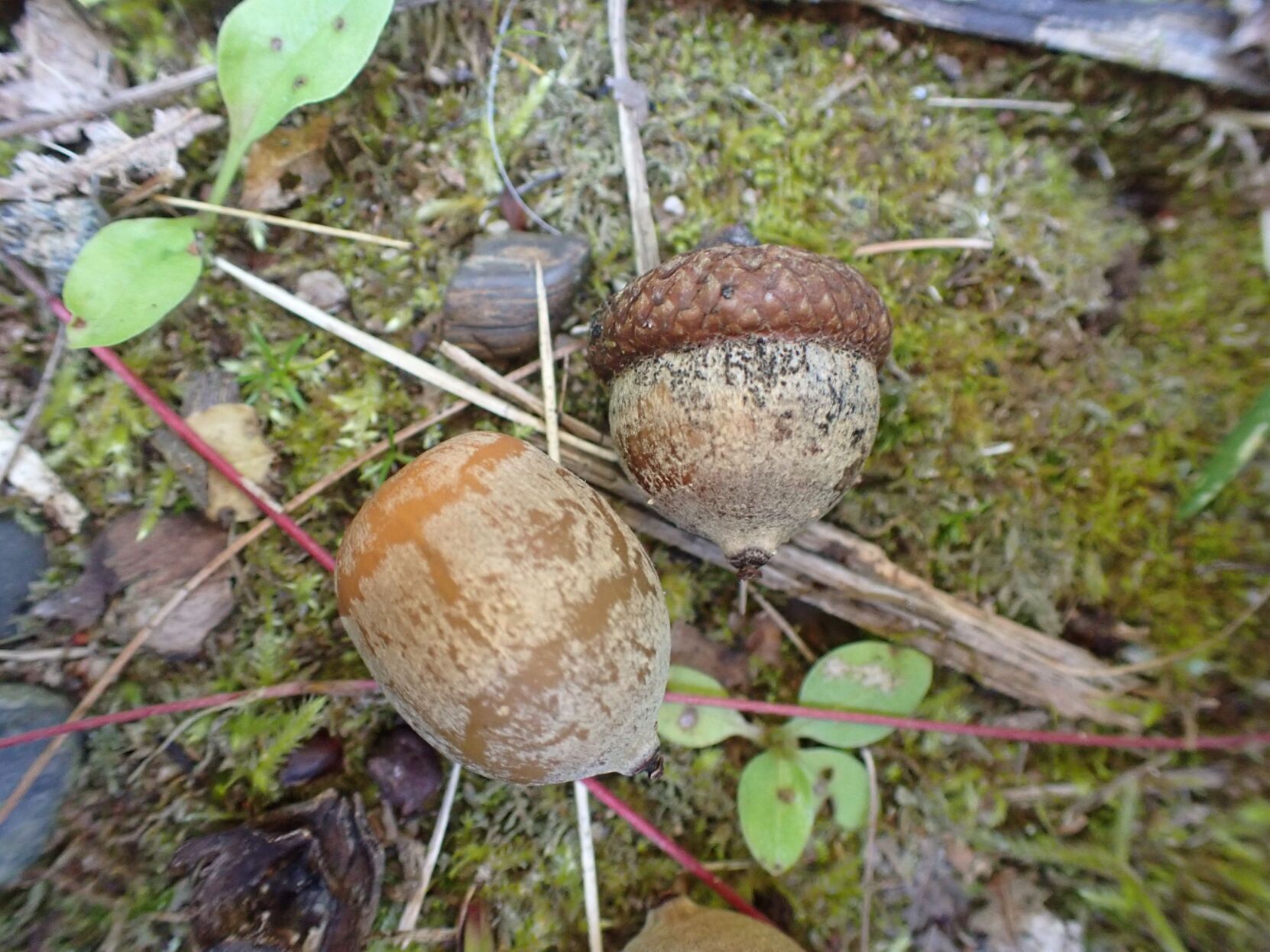 Natural Connections: Attack of the Acorns