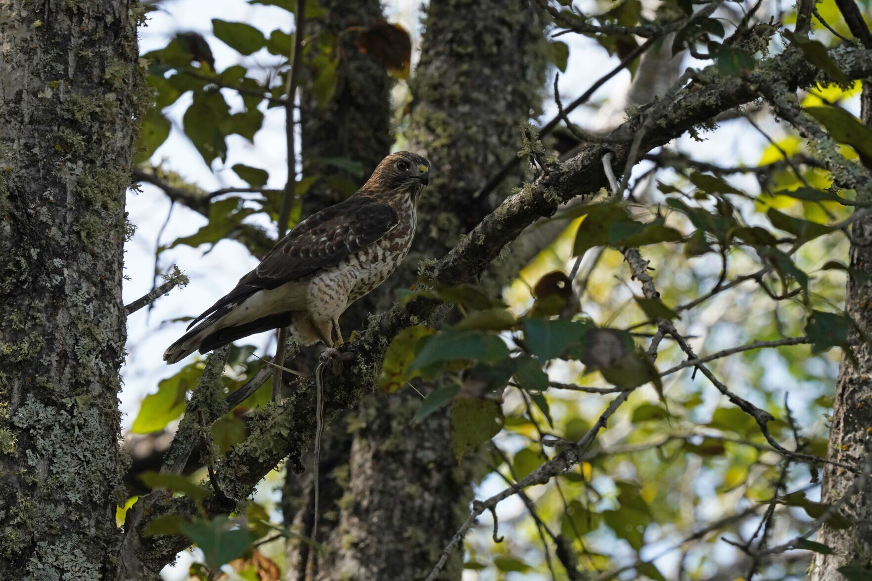  Broad-winged hawk is region’s migratory raptor