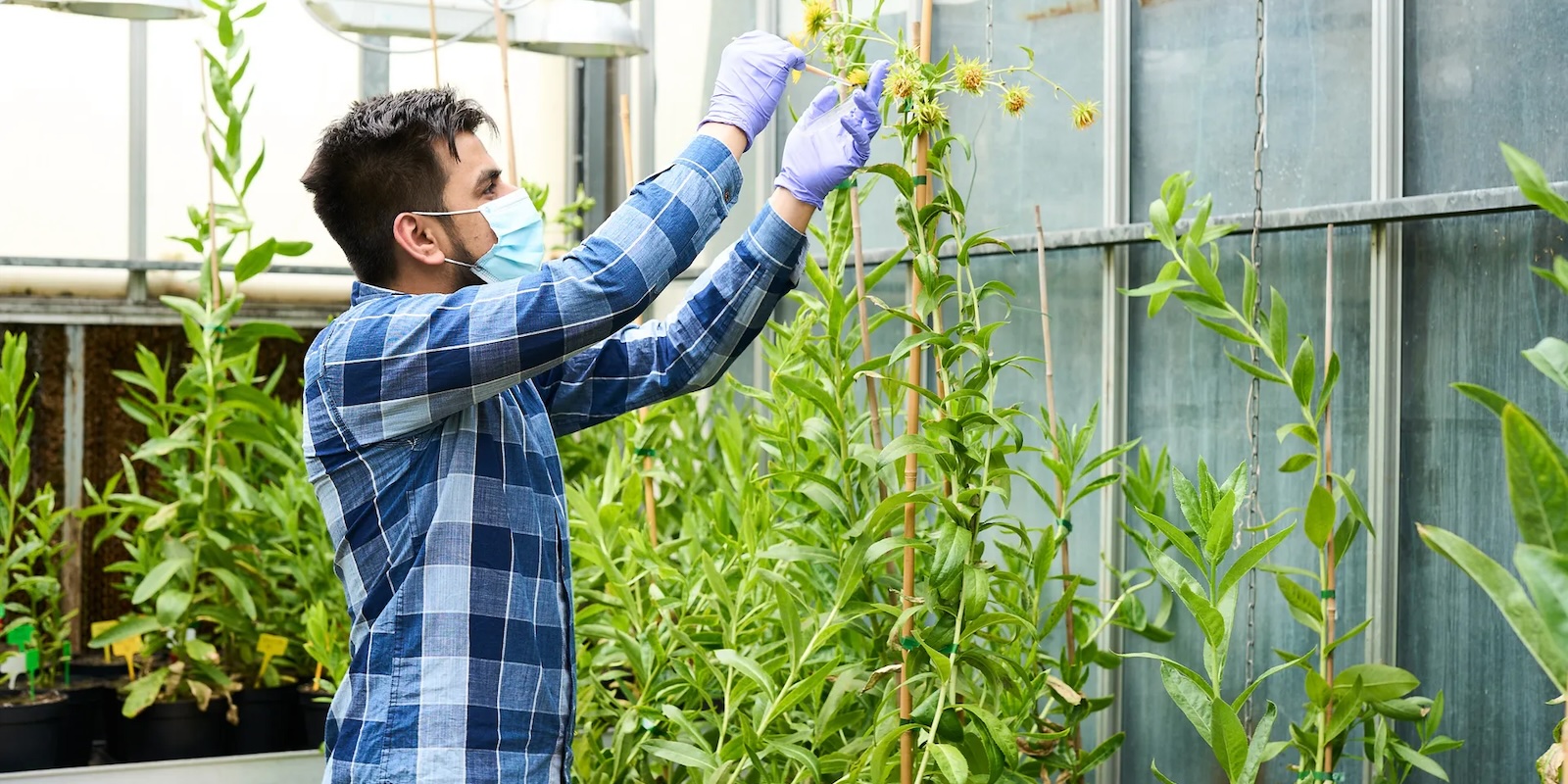  French startup promises more EVs, fewer mines by pulling metals from DAISIES