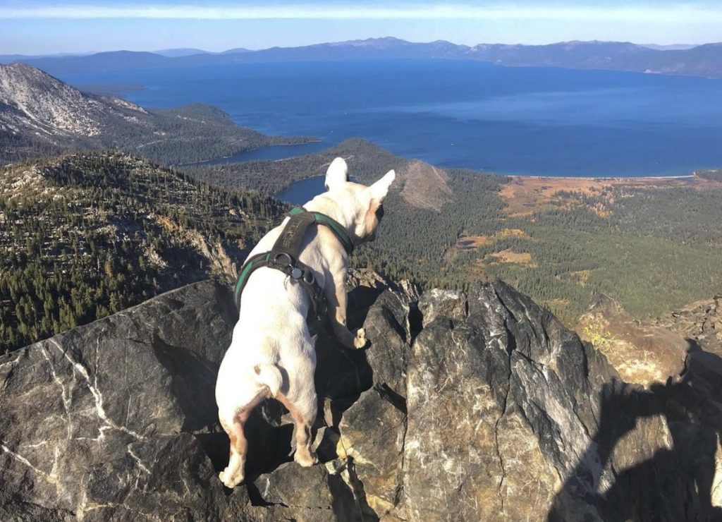 Dog-umentary proves you ‘don’t have to be a big dog to do big things,’ like climb Mount Tallac