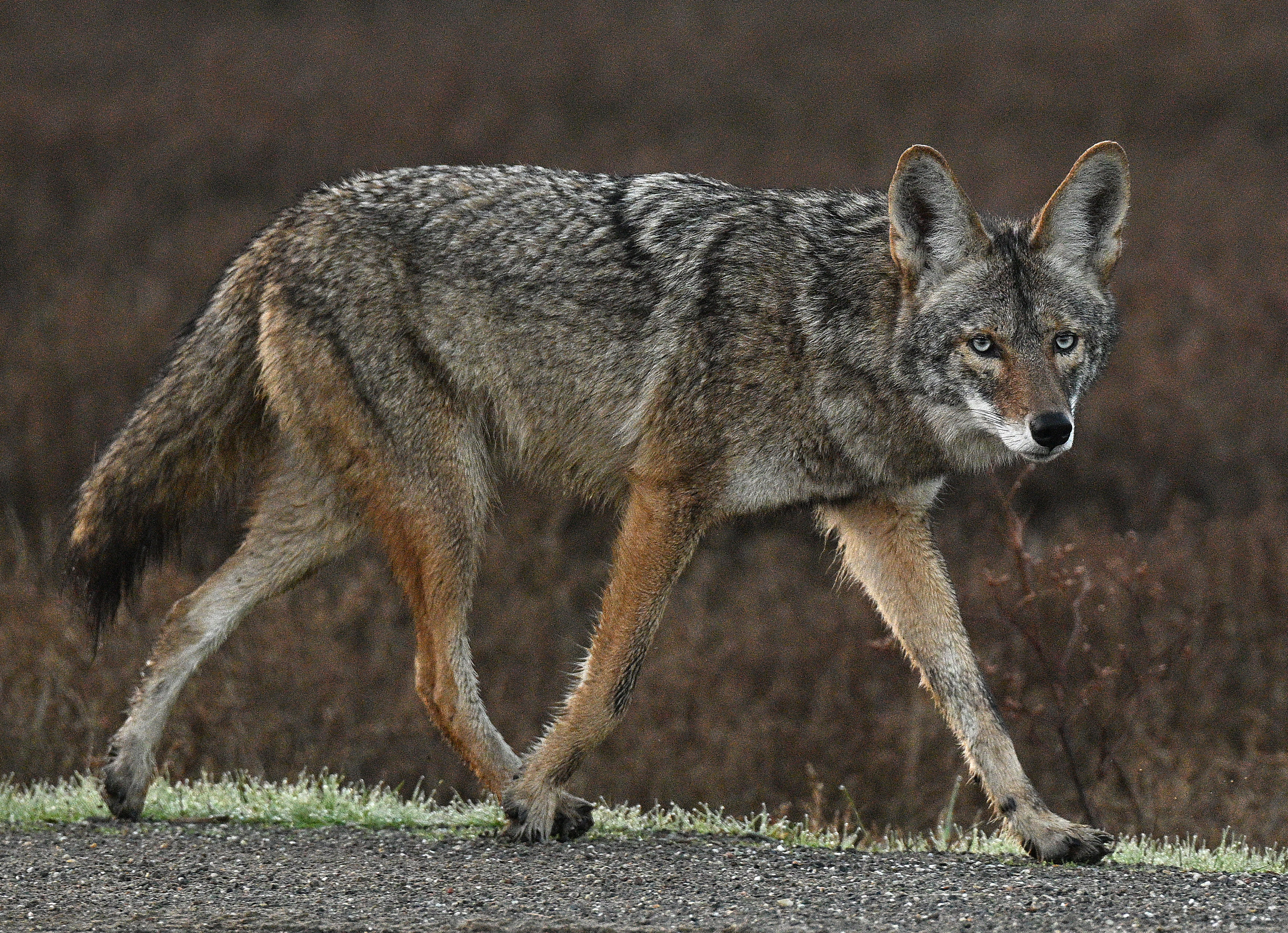 Our wild neighbors: Coexisting with coyotes in Marin