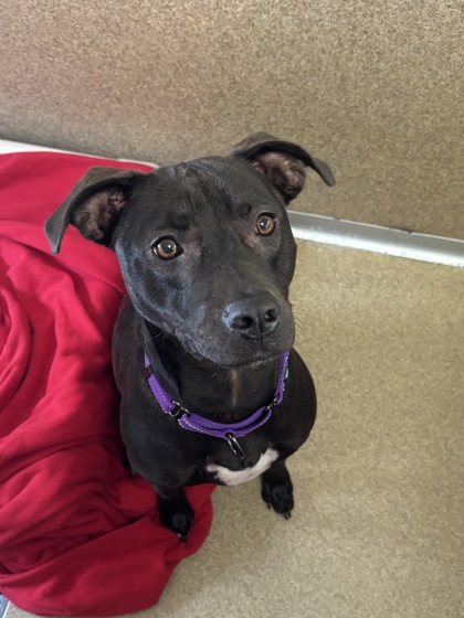 Pet of the Week: Luna at Second Chance