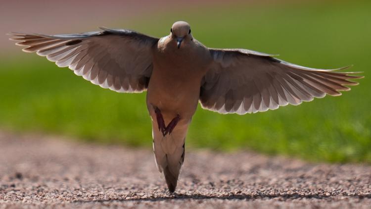 Dove hunting season is underway. Here’s where you can hunt in one North Texas city.
