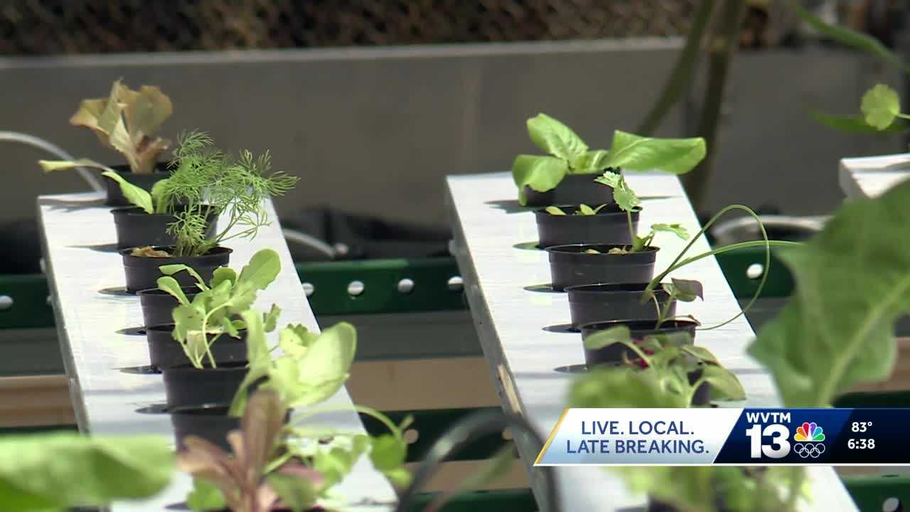  Partnership brings hydroponic farming to Birmingham city schools