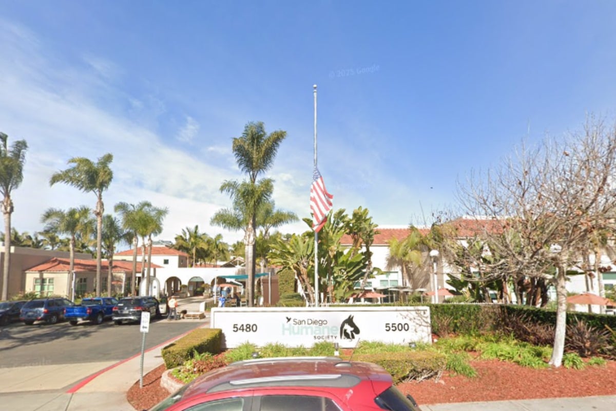  VIDEO: San Diego’s Skies Brighten as Rehabilitated Great-Horned Owl Soars Again After 127 Days of Care