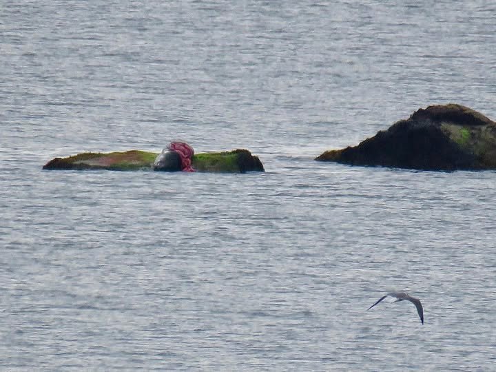 Shark chomps on seal close to Massachusetts beaches: ‘We’re in peak white shark season’