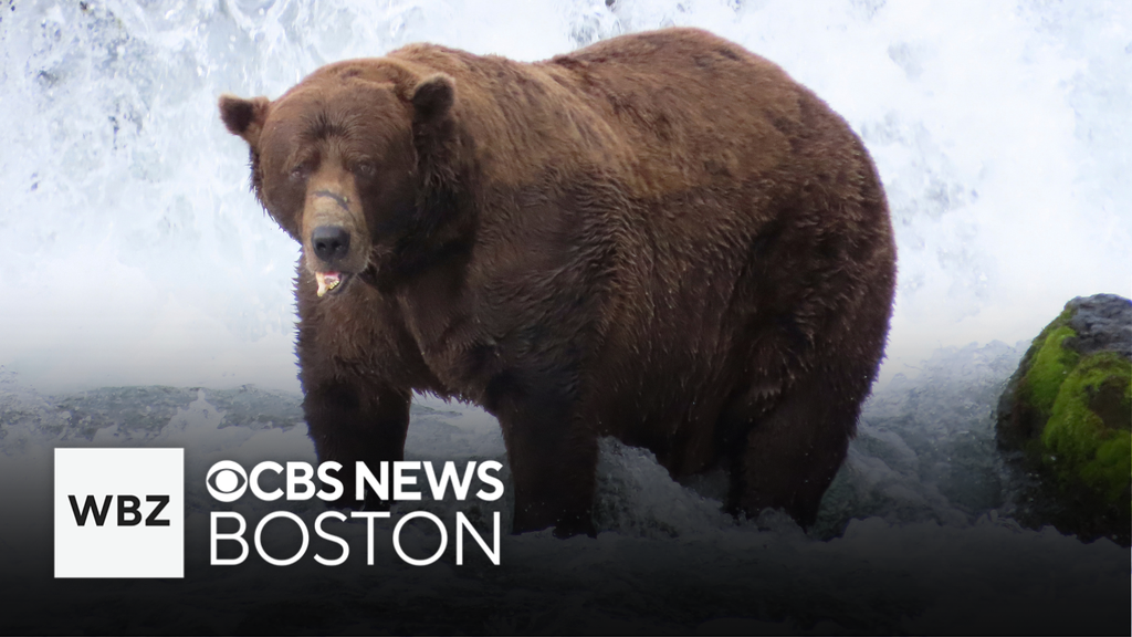 “Chunk” crowned winner of Fat Bear Week