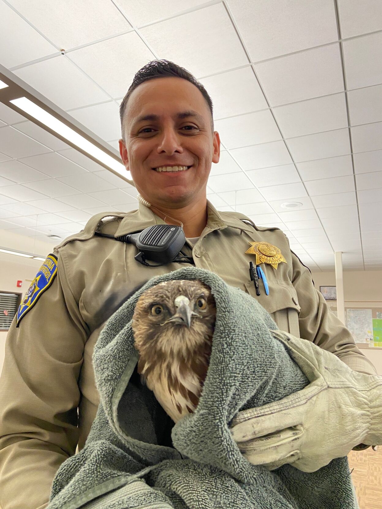 CHP officer rescues pair of injured hawks on I-5
