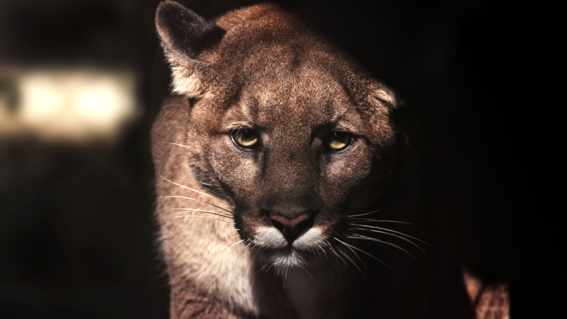  Fairfax filmmaker documents a young mountain lion’s adventurous life