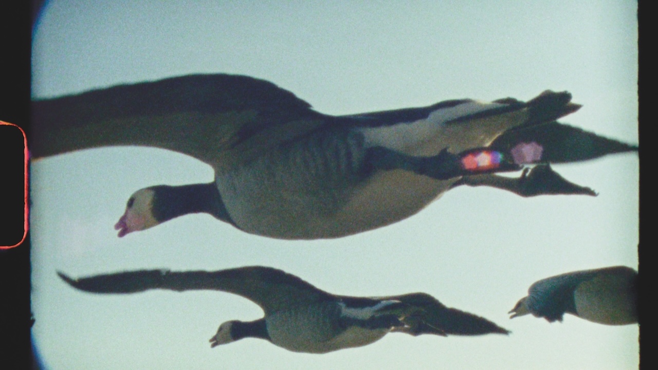  Is It a Bird? Is It a Plane? No, It’s ‘Super Nature’!