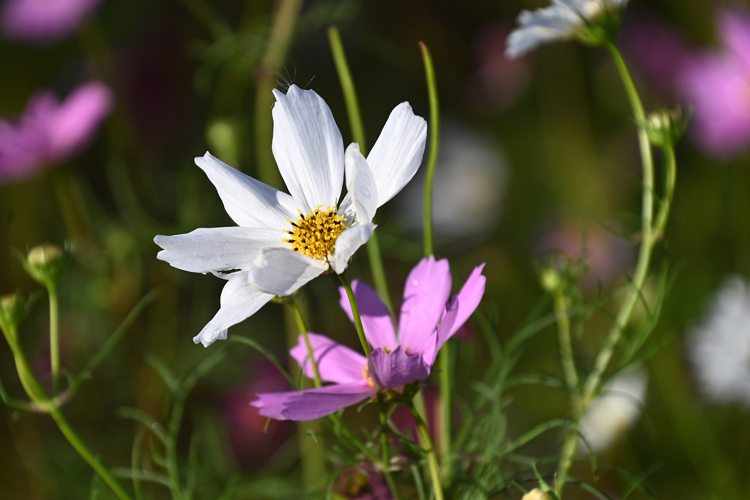 Cosmos garden puts on a show