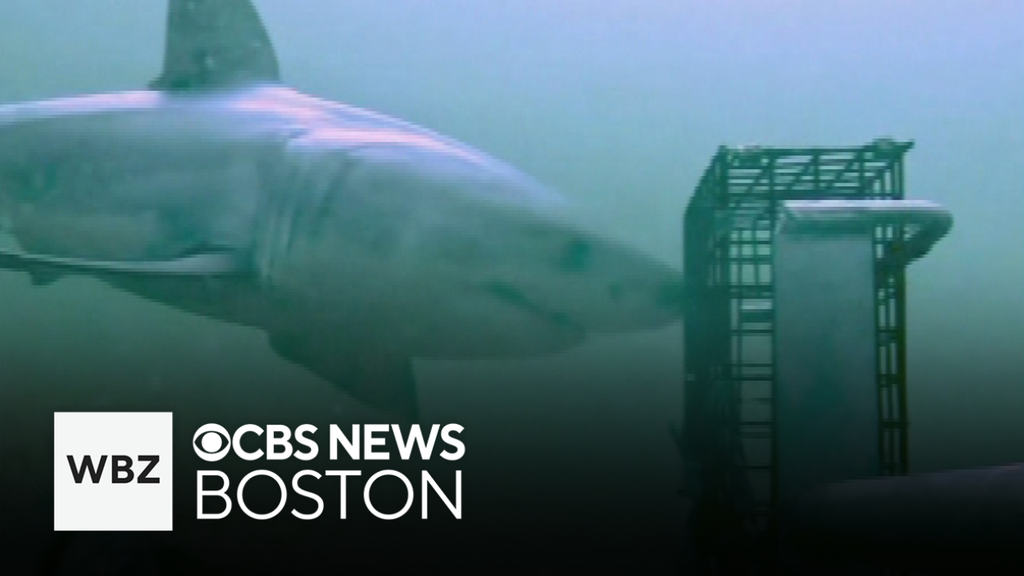  Video shows great white shark off Block Island
