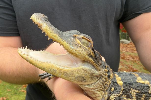 Small alligator rescued from Boston river after becoming social media sensation