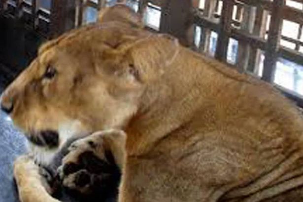 Zookeeper mauled to death by lion in front of terrified tourists after fatal error