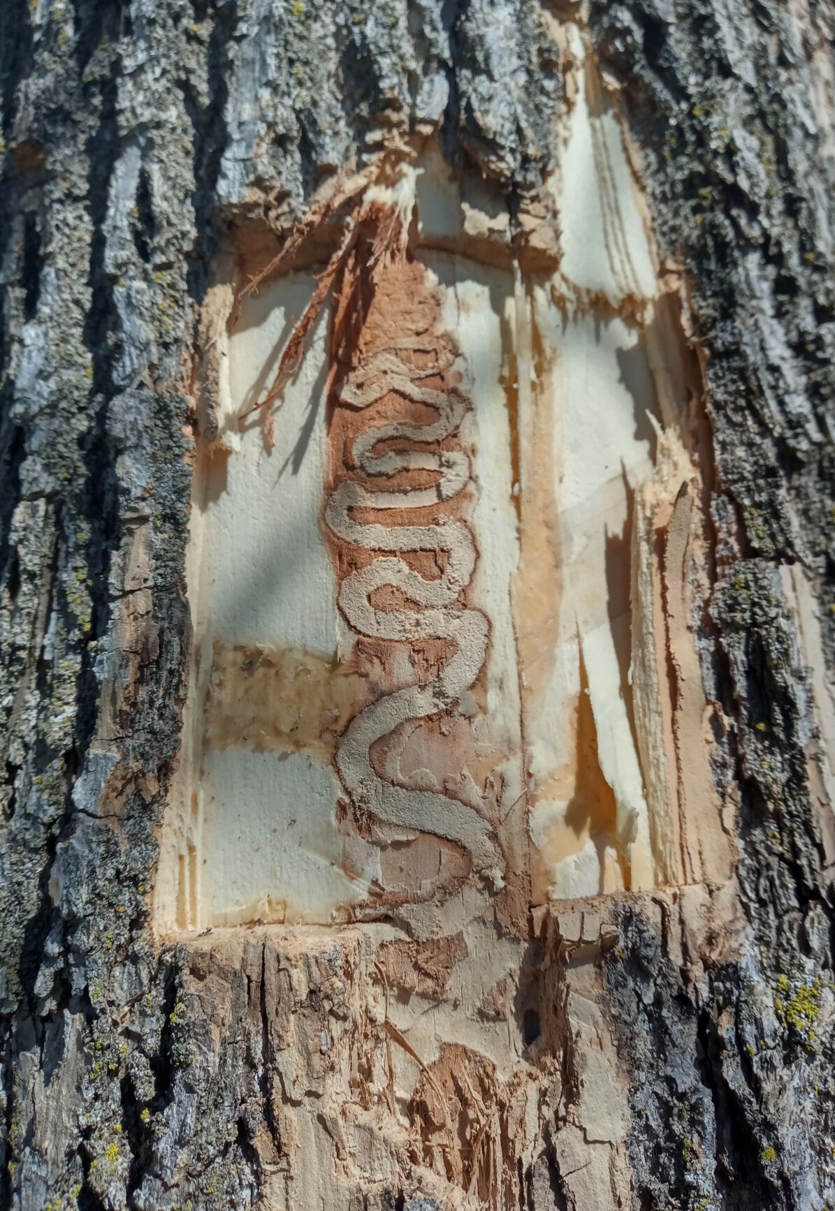 St. Peter wins $300K for tree removal, replacement