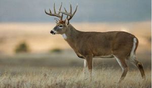 Chronic wasting disease detected on Spokane Reservation – Fri, 14 Nov 2025 PST