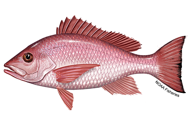 Red snapper season could be 2 months long next year