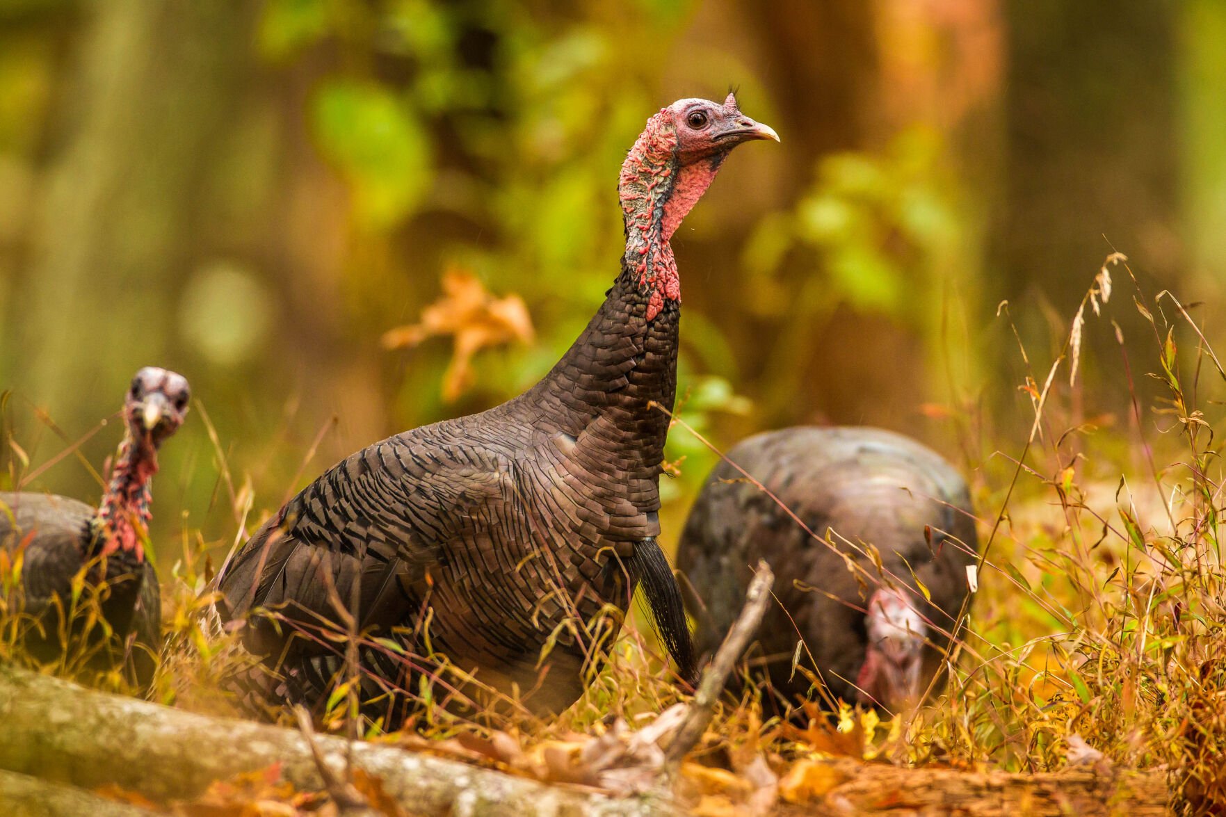 Master Gardener: Wild turkeys are true survivors