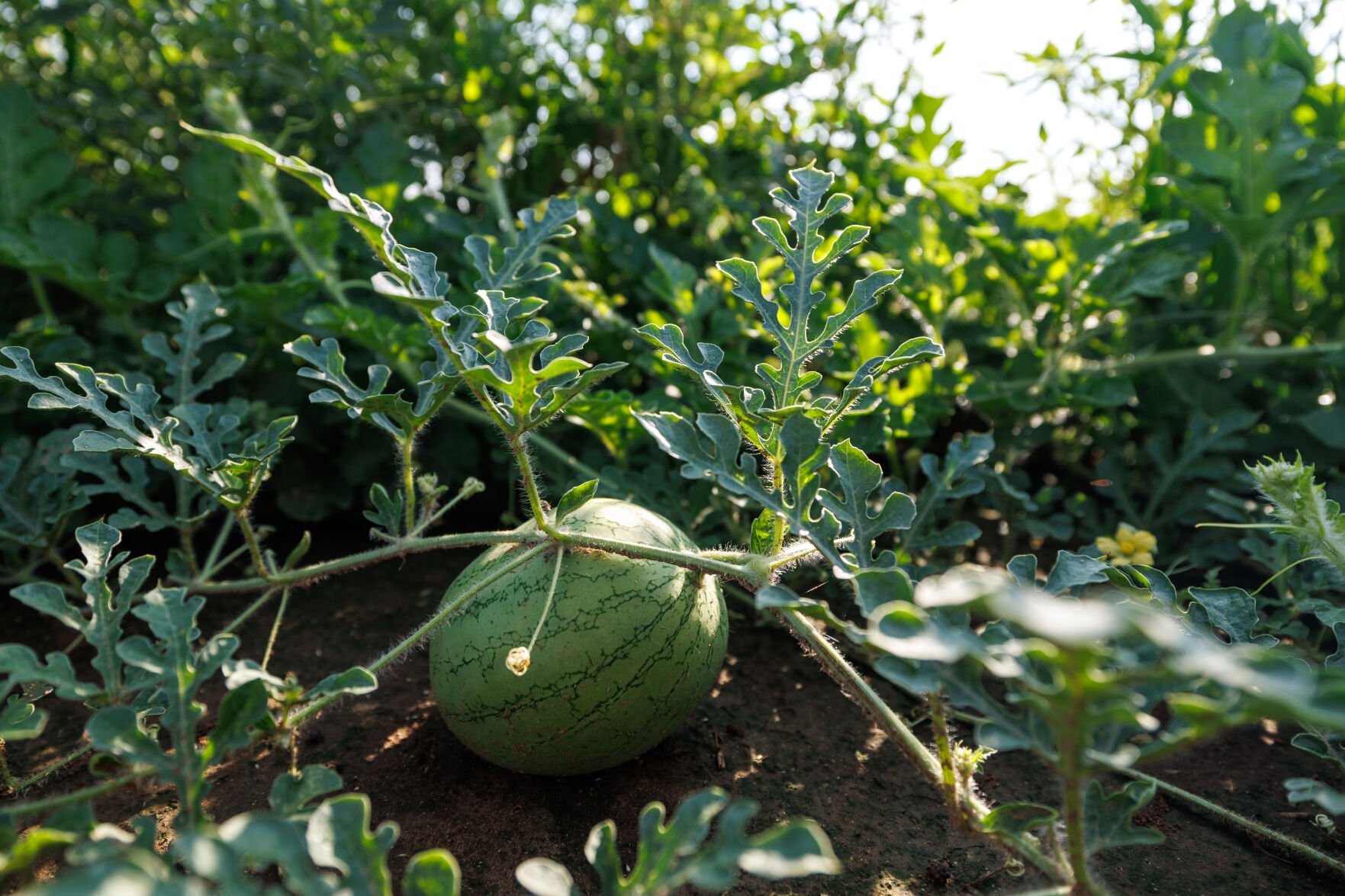 Horticulture specialist researching soilless media and biochar for crop production