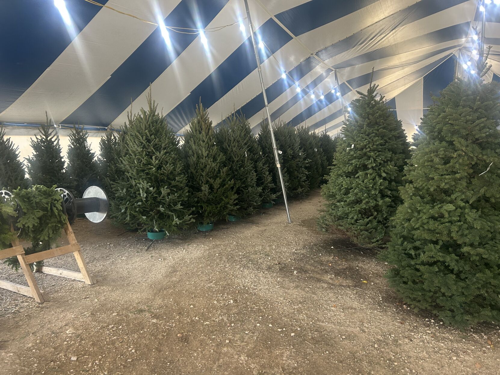 Start the holidays on a green note: Finding a fresh Christmas tree