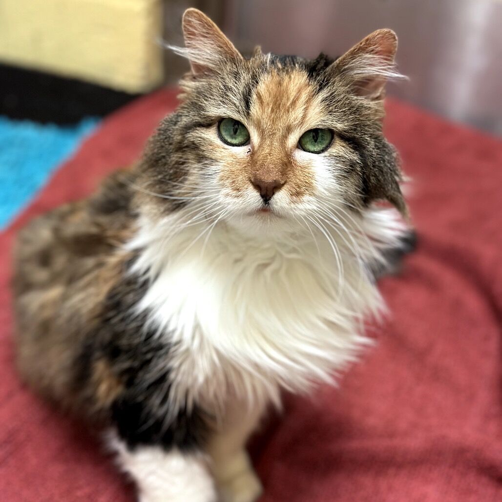 HCH Pet of the Week: Girlie