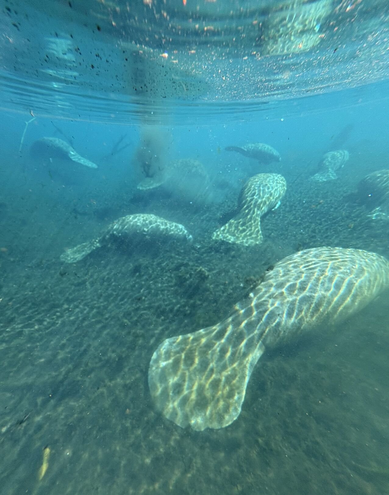 ECOVIEWS: Were the original mermaids manatees?