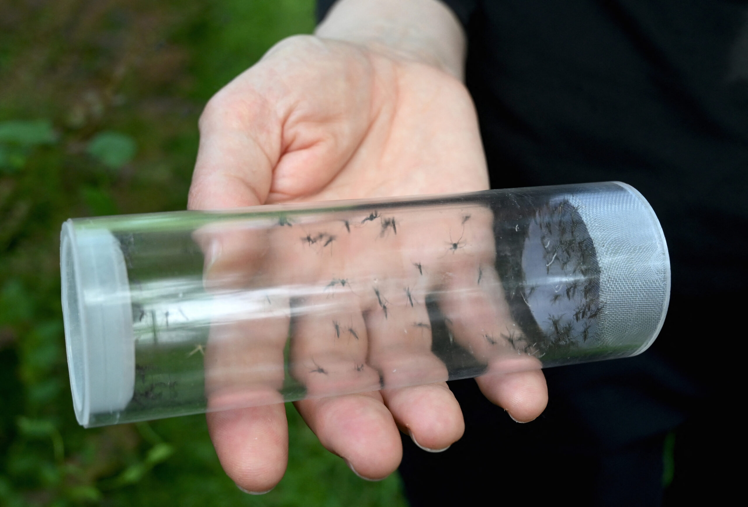 Pan American Health Organization: Insect-Borne Diseases Are Impacting US. Here’s What To Do | Opinion