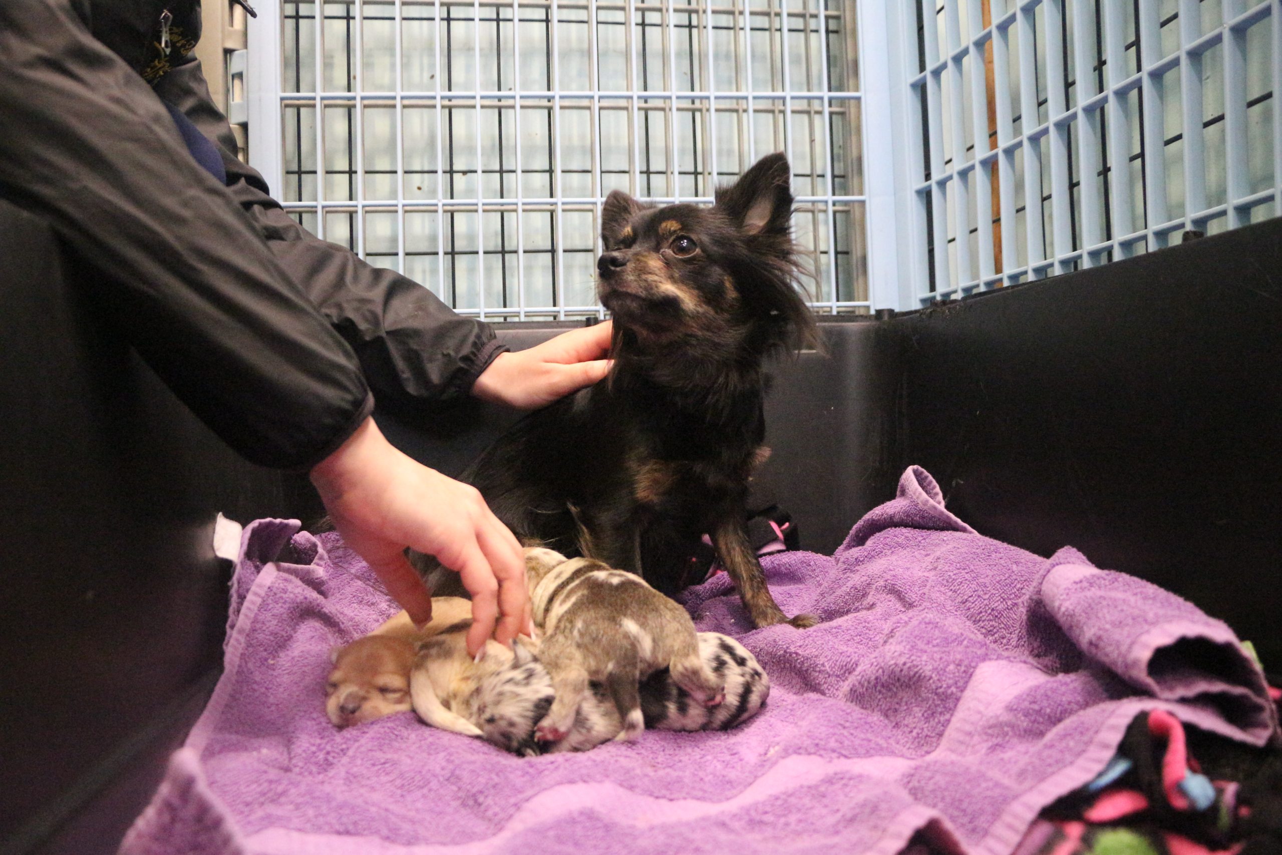 Letter: Dems did the right thing