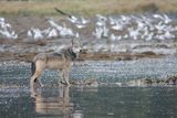 Rare Footage of Wolf Stealing Bait May Be First Reported Example of Tool Use in Species