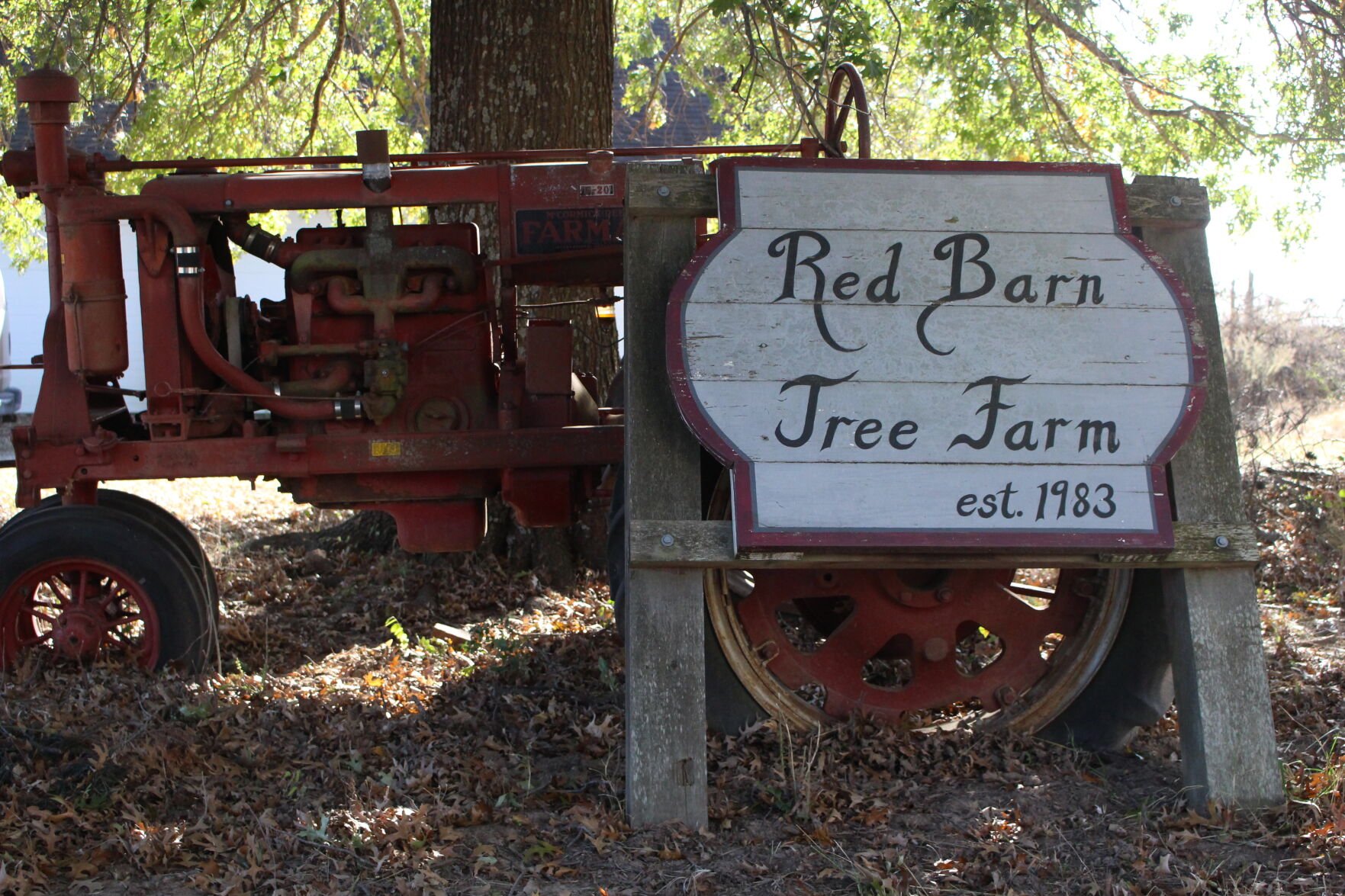 Visitors flock to county to visit Christmas tree farm