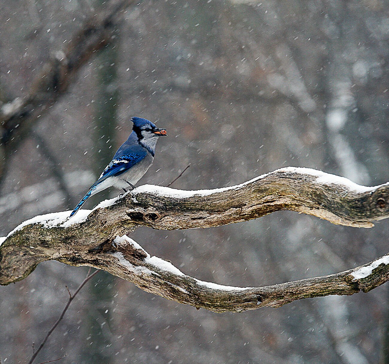 OUTDOORS: 126th Audubon Christmas Bird Count begins Dec. 14