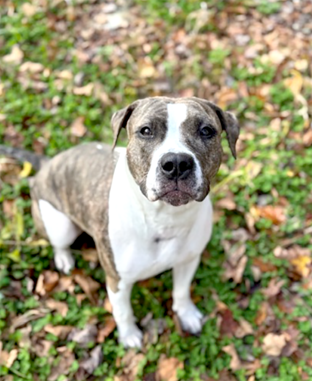 Pet of the Week: Glenda