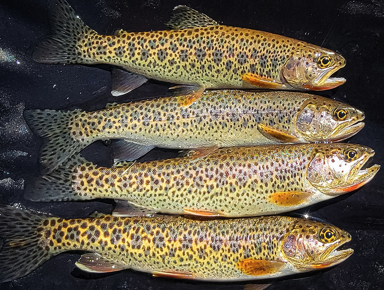 Photos: After devastating wildfires, watersheds surprisingly thick with fish and amphibians