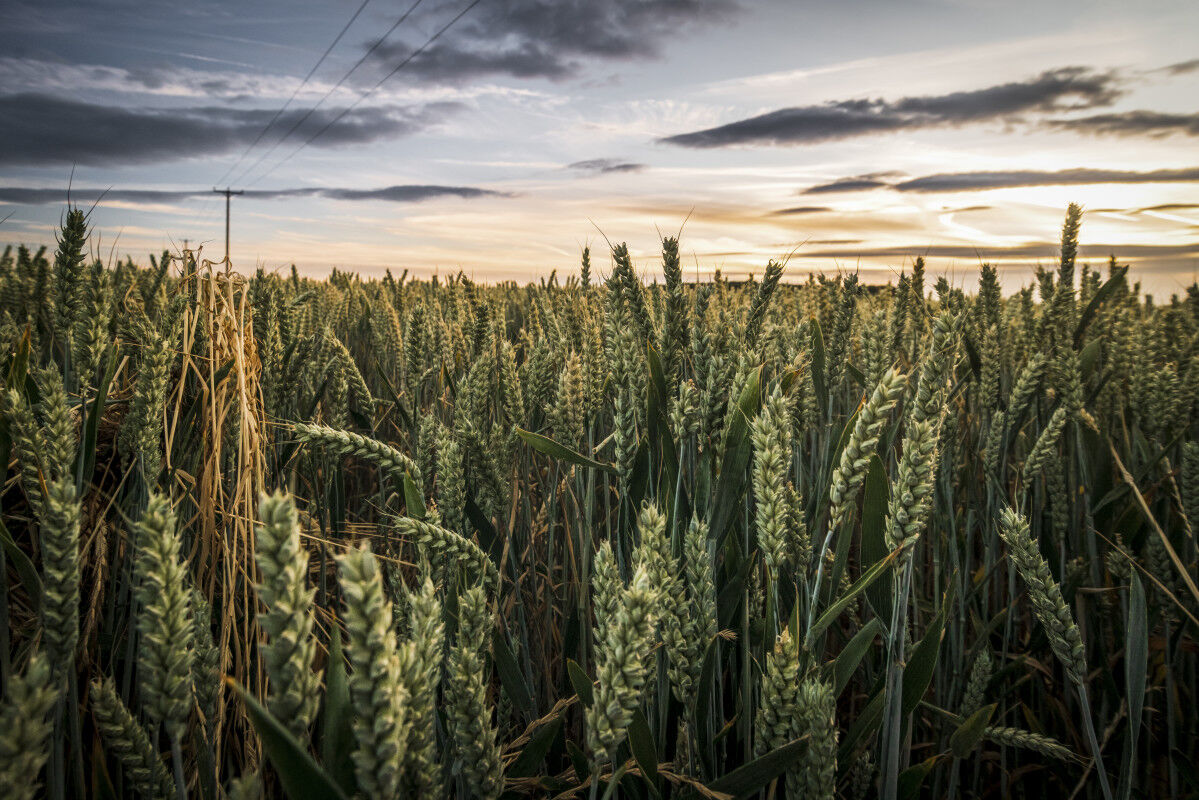 Incredibly Rare, 600-Year-Old Artwork Discovered in Field