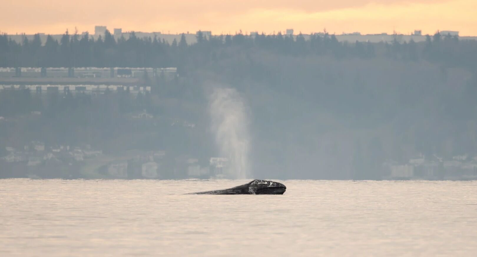 Group warns about flooding impacts on gray whales