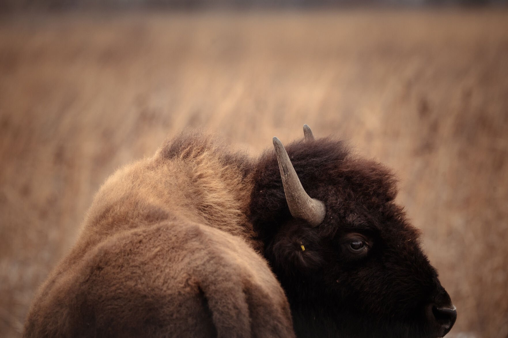 Bison return to Kane County after 200 years, a crucial step for conservation and Indigenous connection