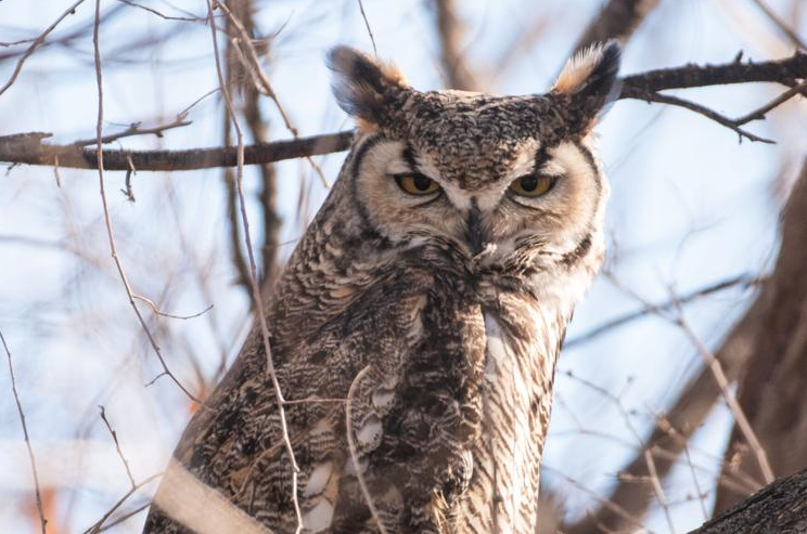 HOOT goes there? Great horned owl pays GJ woman a visit